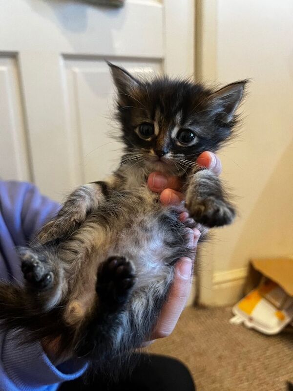 Maine Coon kittens for sale in Sandwell, West Midlands – 11 weeks old - Image 3 of 6