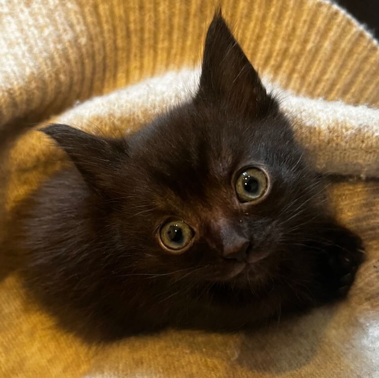 Maine Coon kittens for sale in Sandwell, West Midlands – 11 weeks old - Image 4 of 6