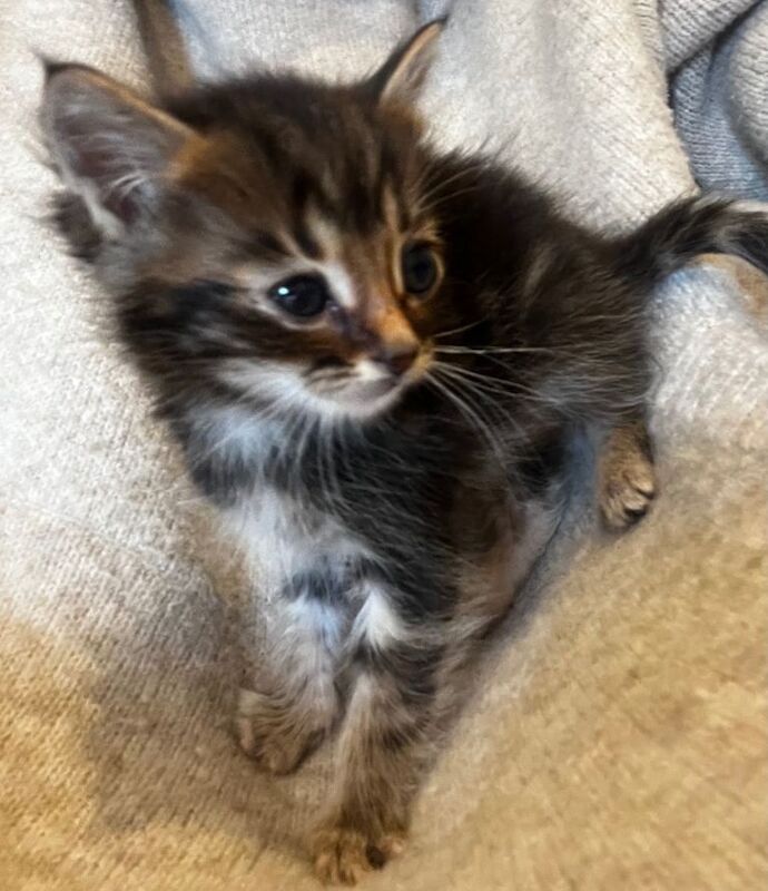 Maine Coon kittens for sale in Sandwell, West Midlands – 11 weeks old - Image 5 of 6