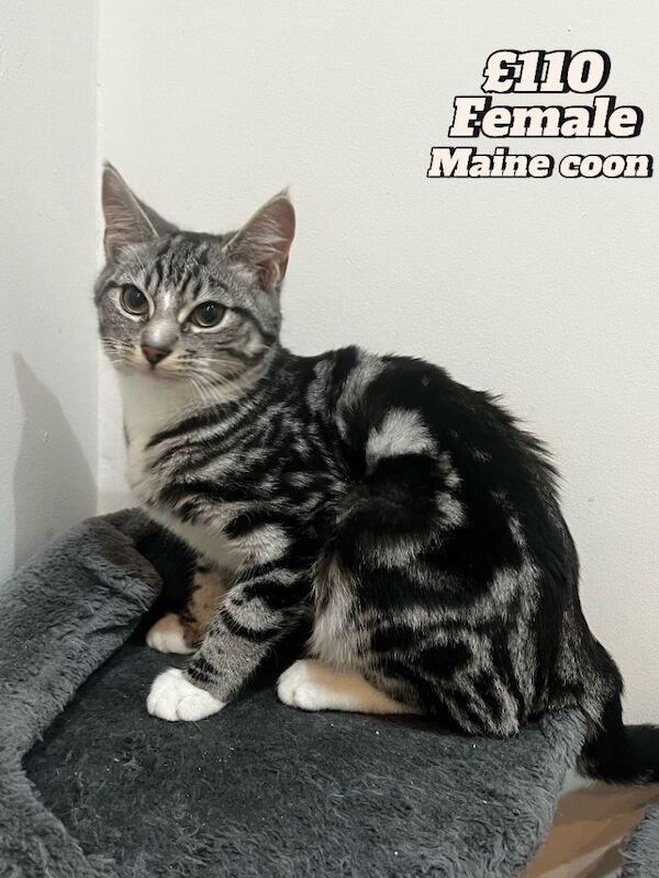 Maine Coon kittens for sale in Sandwell, West Midlands – 11 weeks old - Image 6 of 6