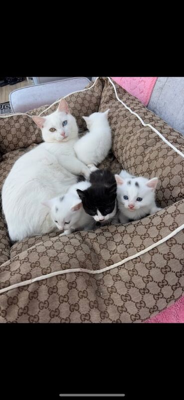 3 female kittens for sale in North Benfleet, Essex
