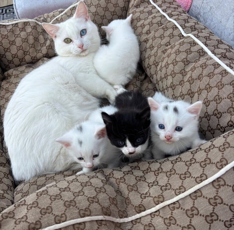 3 female kittens for sale in North Benfleet, Essex | Image 2