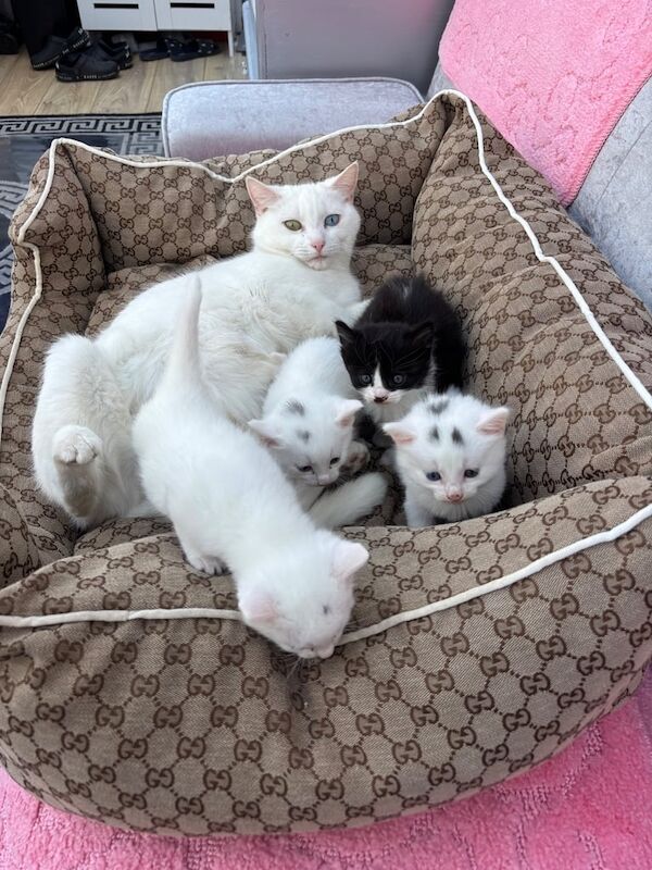 3 female kittens for sale in North Benfleet, Essex - Image 3