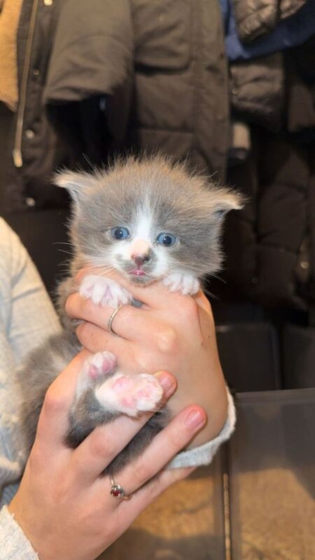 Maine Coon kittens for sale in Aldershot, Hampshire – 5 weeks old - Image 2 of 6