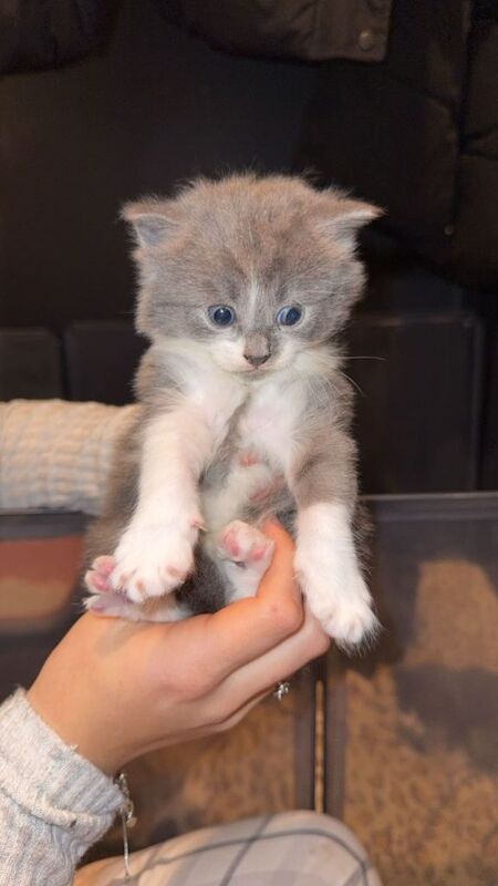 Maine Coon kittens for sale in Aldershot, Hampshire – 5 weeks old - Image 3 of 6