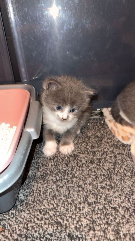 Maine Coon kittens for sale in Aldershot, Hampshire – 5 weeks old - Image 4 of 6