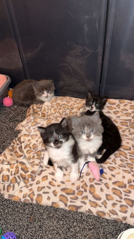 Maine Coon kittens for sale in Aldershot, Hampshire – 5 weeks old - Image 5 of 6