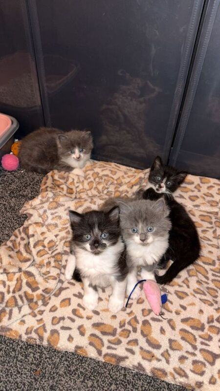 Maine Coon kittens for sale in Aldershot, Hampshire – 5 weeks old - Image 6 of 6