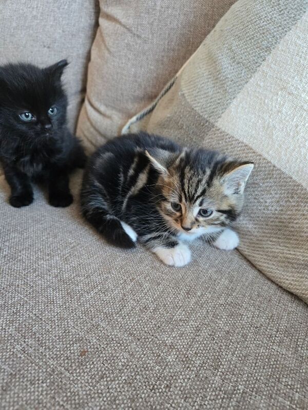 3 male kittens ready to leave now at 9 weeks for sale in Pudsey, West Yorkshire - Image 2