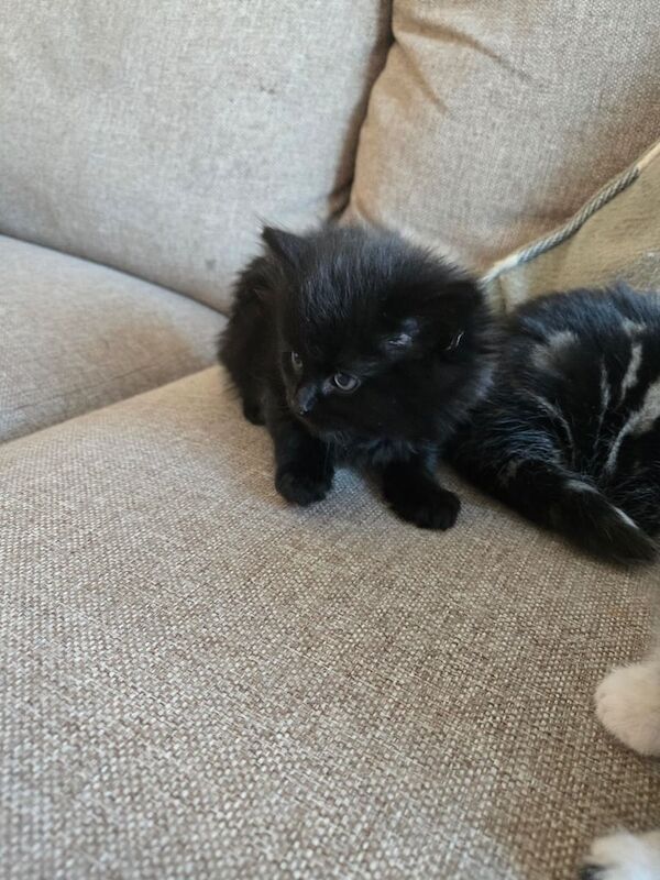 3 male kittens ready to leave now at 9 weeks for sale in Pudsey, West Yorkshire - Image 3