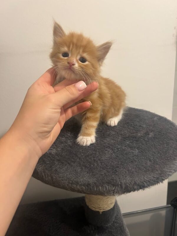 Maine Coon kittens for sale in Aldershot, Hampshire – 6 weeks old