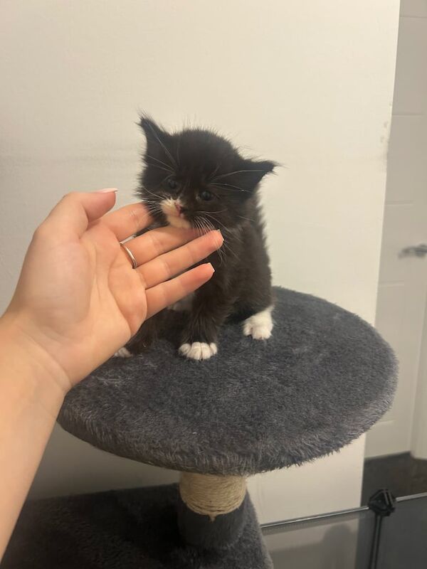 Maine Coon kittens for sale in Aldershot, Hampshire – 6 weeks old - Image 2 of 3