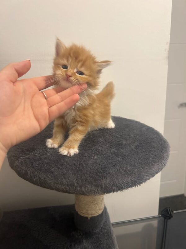 Maine Coon kittens for sale in Aldershot, Hampshire – 6 weeks old - Image 3 of 3