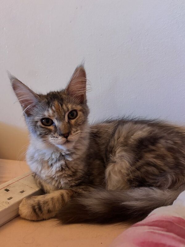Maine Coon kittens for sale in Chiswick, Greater London – 3 months old