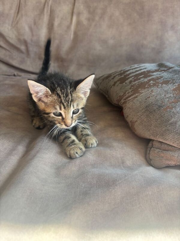 Maine Coon Kittens For Sale Under £300