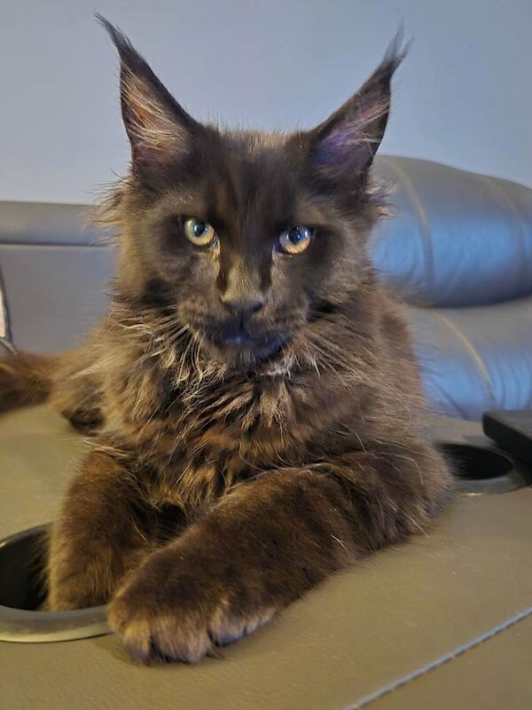 3 XL Maine Coon Kittens - 16 weeks