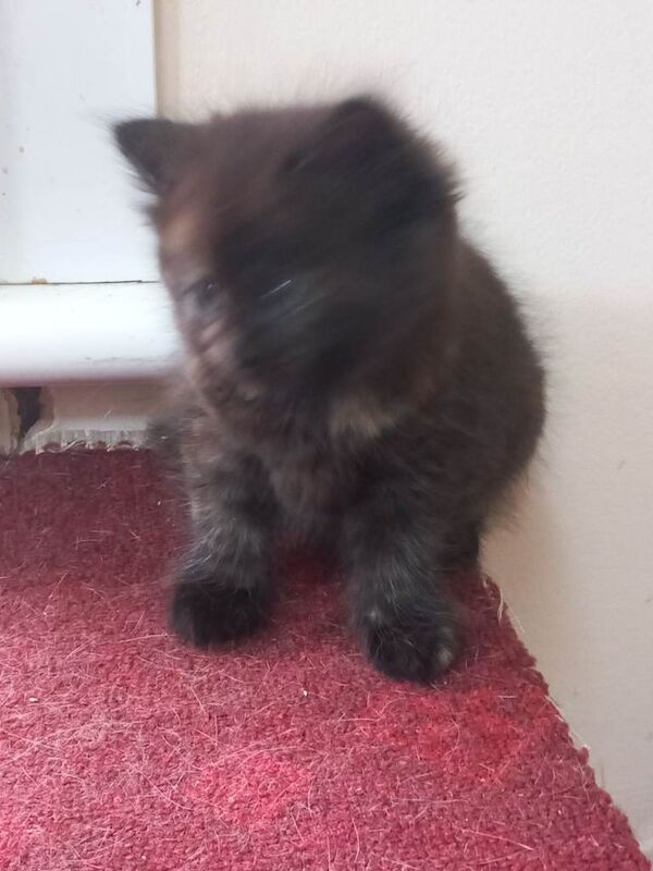 4 adorable, beautiful kittens for sale - Image 2 of 4