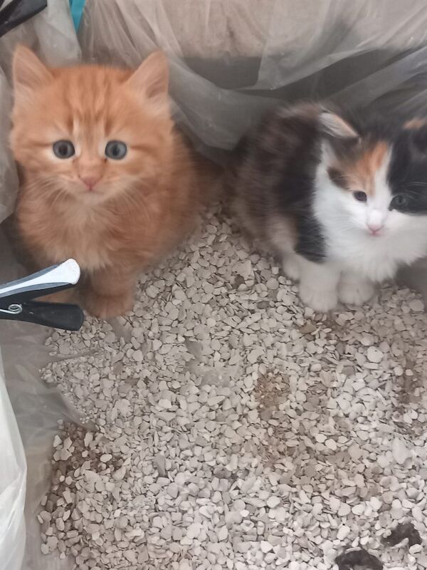 4 adorable, beautiful kittens for sale - Image 3 of 4