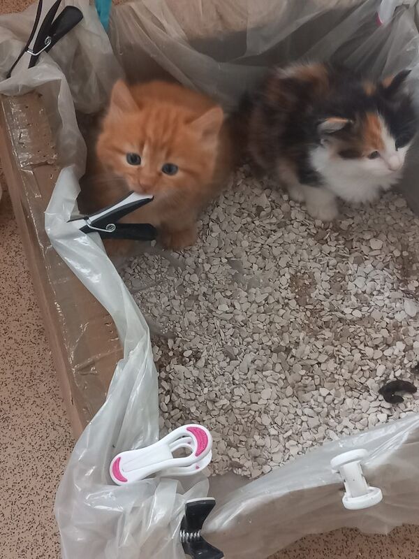 4 adorable, beautiful kittens for sale - Image 4 of 4