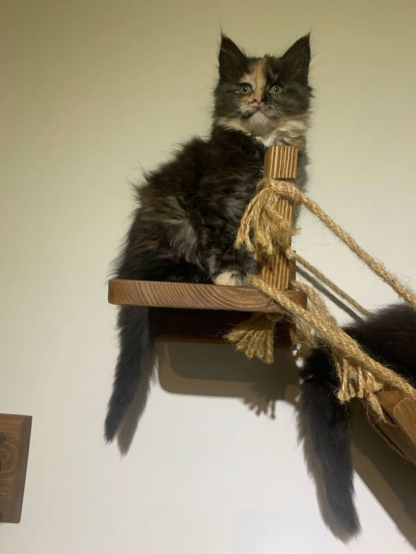 4 Adorable Maine Coon kittens for sale in Newham, Cornwall