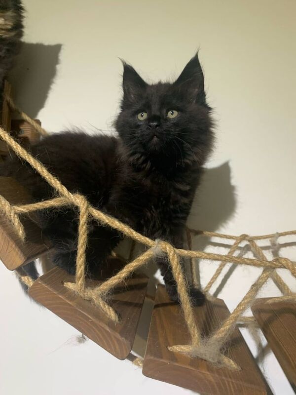 4 Adorable Maine Coon kittens for sale in Newham, Cornwall | Image 2