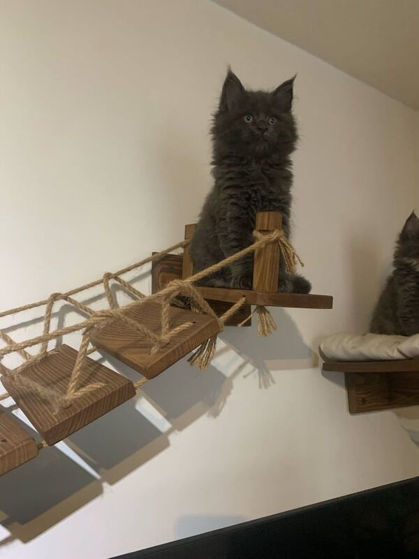 4 Adorable Maine Coon kittens for sale in Newham, Cornwall | Image 3