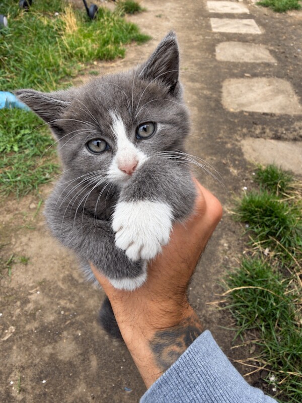 4 Adorable Maine coon x Kittens Looking for a Loving Forever Home