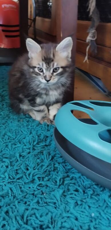 Maine Coon kittens for sale in Bletchley, Buckinghamshire – 9 weeks old