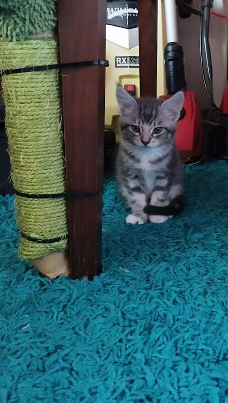 Maine Coon kittens for sale in Bletchley, Buckinghamshire – 9 weeks old - Image 2 of 3