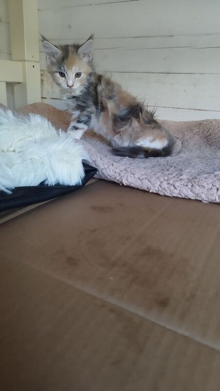 Maine Coon kittens for sale in Bletchley, Buckinghamshire – 9 weeks old - Image 3 of 3