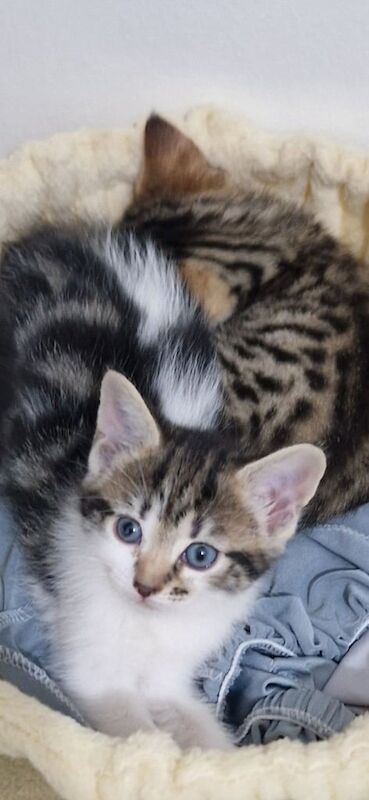 Maine Coon kittens for sale in Romford, Greater London – 7 weeks old
