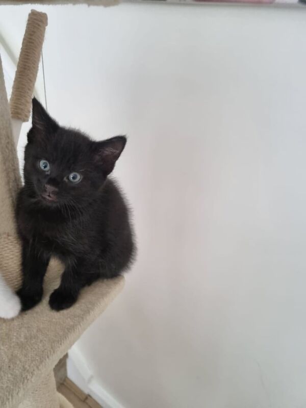 Maine Coon kittens for sale in Romford, Greater London – 7 weeks old - Image 2 of 3