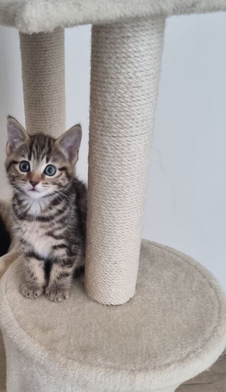 Maine Coon kittens for sale in Romford, Greater London – 7 weeks old - Image 3 of 3