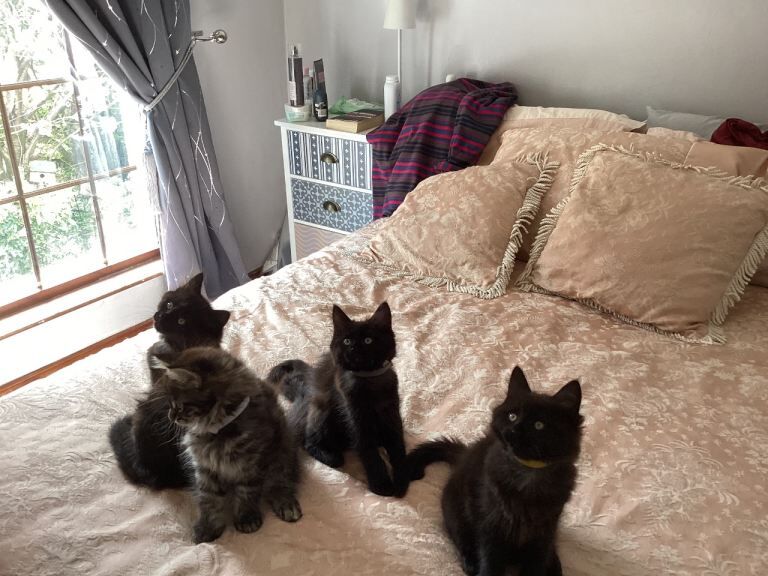 4 Beautiful Maine Coon x Ragdoll kittens