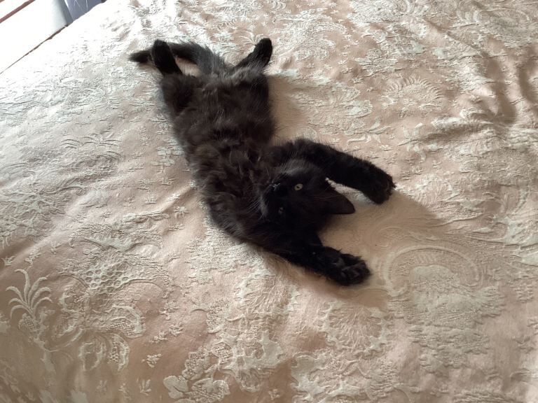 4 Beautiful Maine Coon x Ragdoll kittens - Image 2 of 6