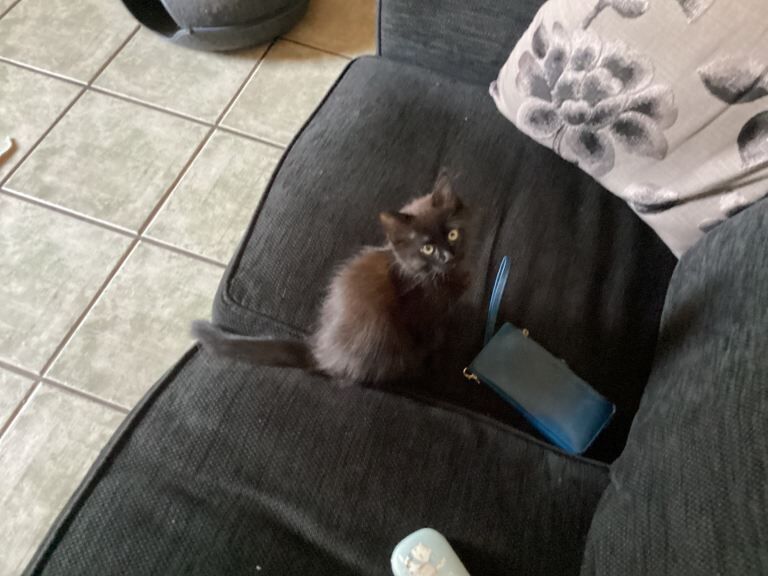 4 Beautiful Maine Coon x Ragdoll kittens - Image 4 of 6