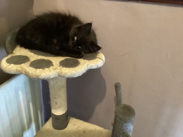 4 Beautiful Maine Coon x Ragdoll kittens - Image 5 of 6