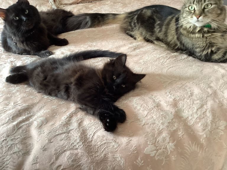 4 Beautiful Maine Coon x Ragdoll kittens - Image 6 of 6