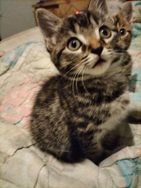 Maine Coon kittens for sale in Portsmouth, Hampshire – 9 weeks old - Image 9 of 11