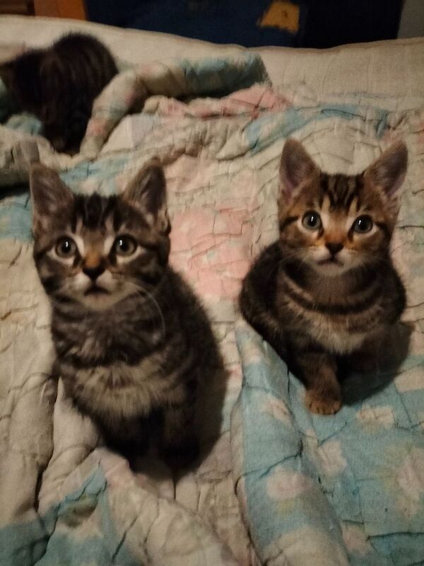 Maine Coon kittens for sale in Portsmouth, Hampshire – 9 weeks old - Image 11 of 11