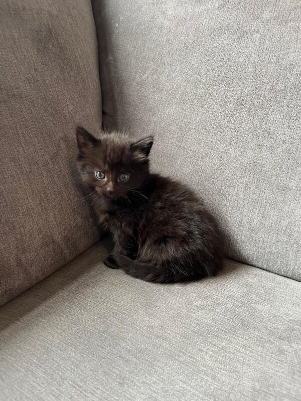 4 FLUFFY MAINE COON X KITTENS FOR SALE £300 for sale in Tillicoultry, Clackmannan