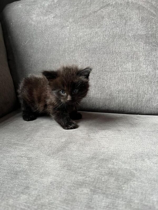 4 FLUFFY MAINE COON X KITTENS FOR SALE £300 for sale in Tillicoultry, Clackmannan | Image 2