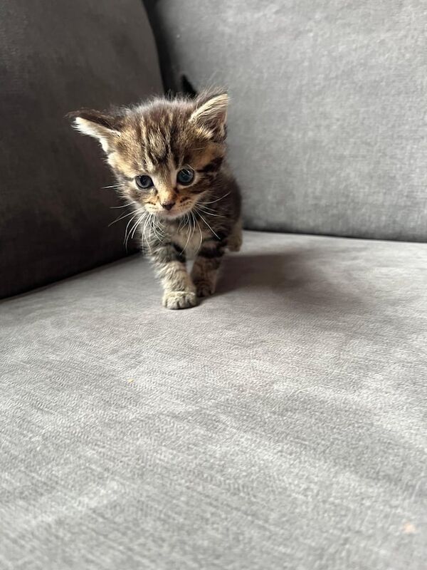 4 FLUFFY MAINE COON X KITTENS FOR SALE £300 for sale in Tillicoultry, Clackmannan | Image 3
