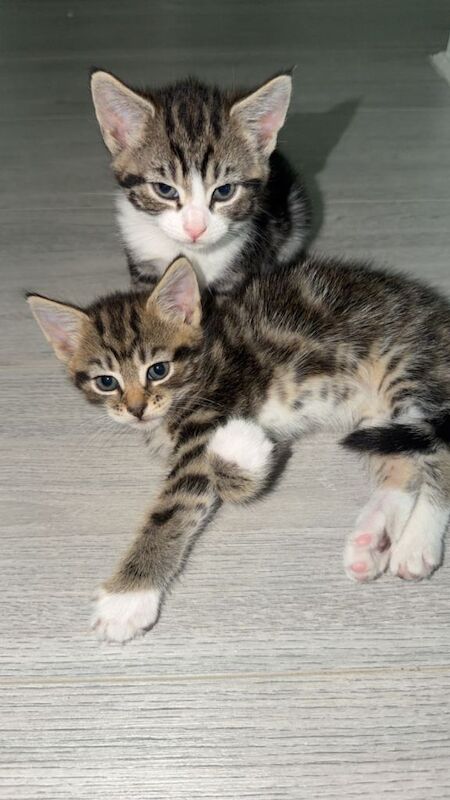 4 kittens