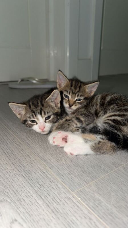 4 kittens - Image 2 of 4