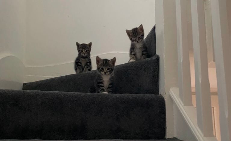 4 kittens - Image 3 of 4