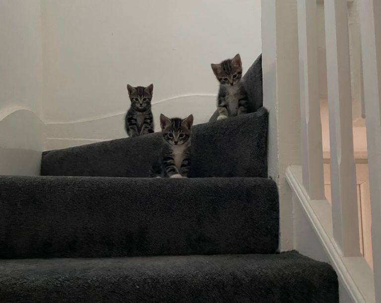 4 kittens - Image 4 of 4
