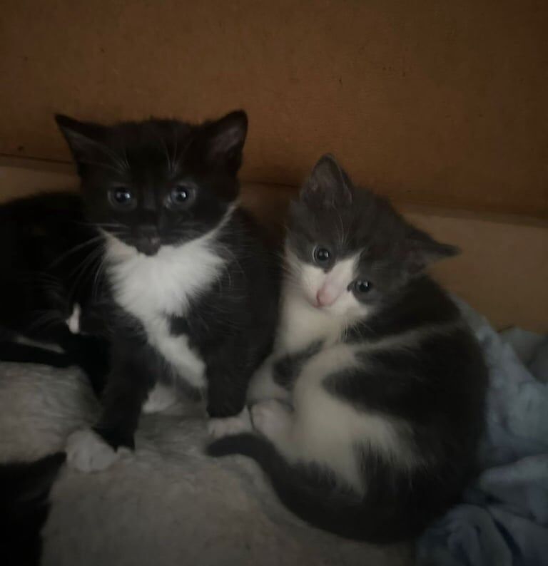 4 kittens for sale in Huntly, Aberdeenshire