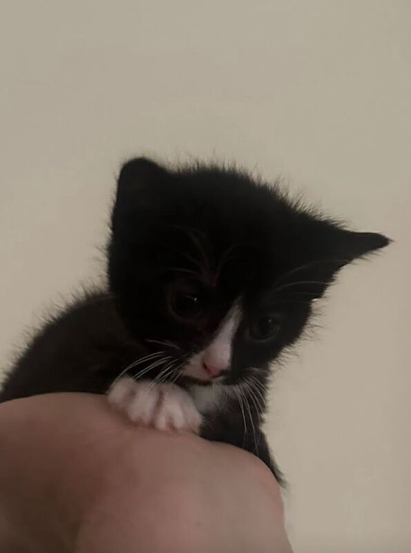 4 kittens for sale in Huntly, Aberdeenshire | Image 2