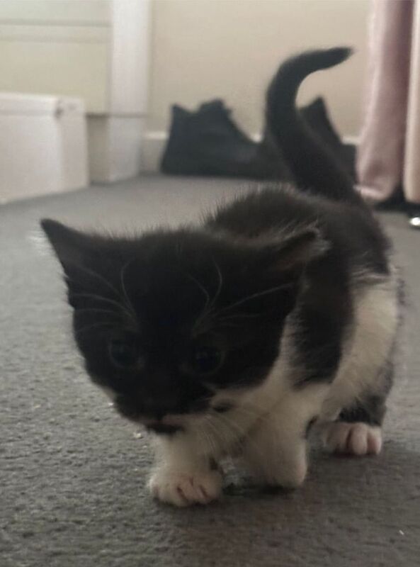 4 kittens for sale in Huntly, Aberdeenshire | Image 3